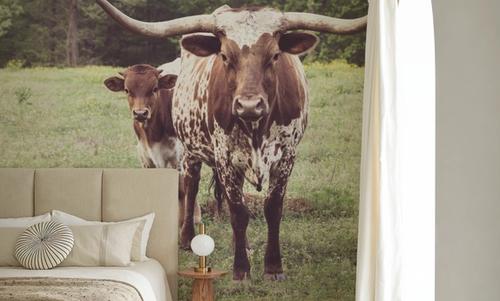 Longhorn Protection