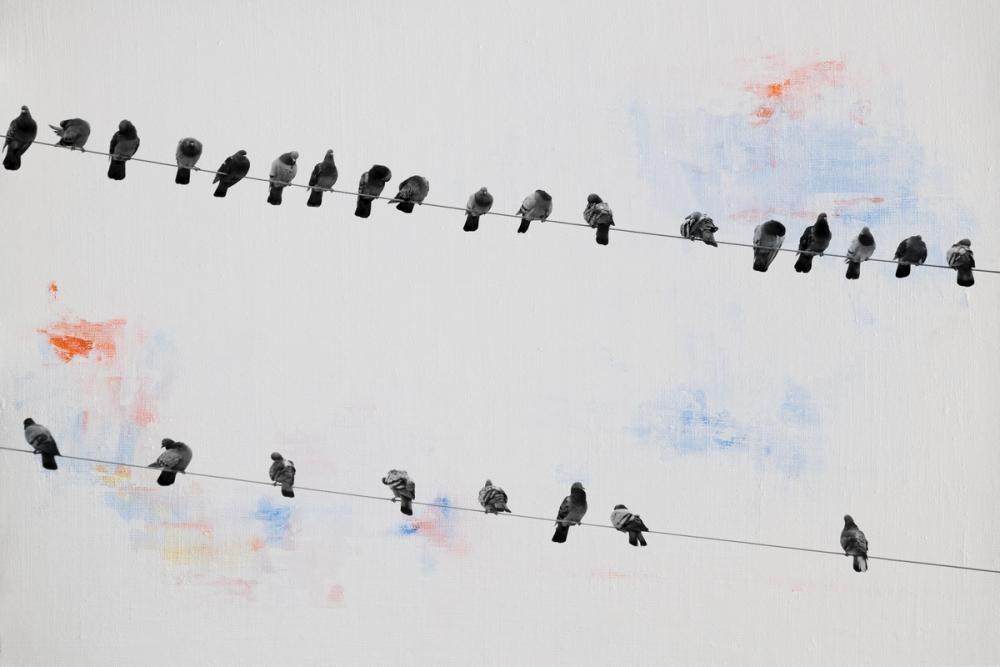 Birds on a Wire