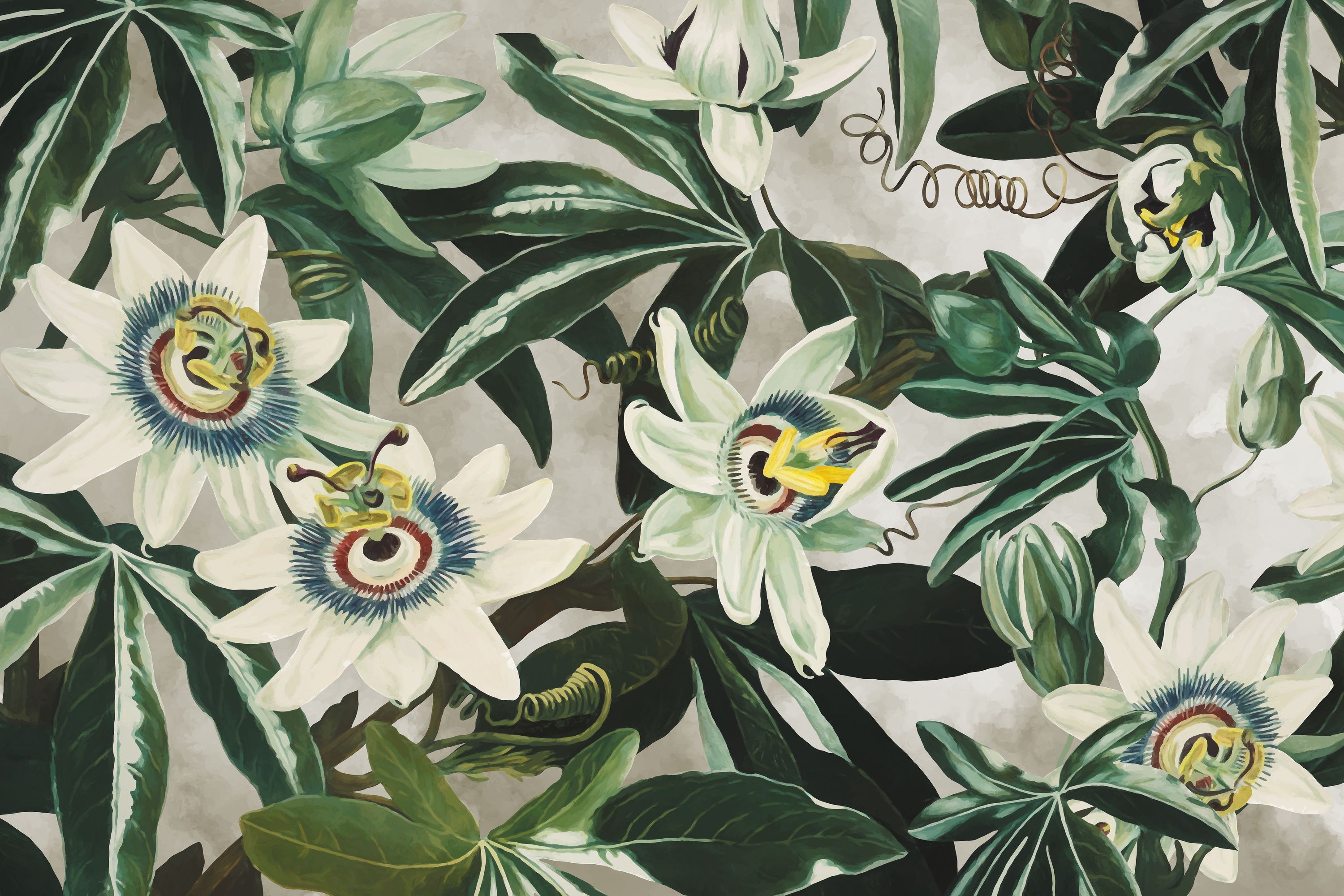 Illustration of passion flowers