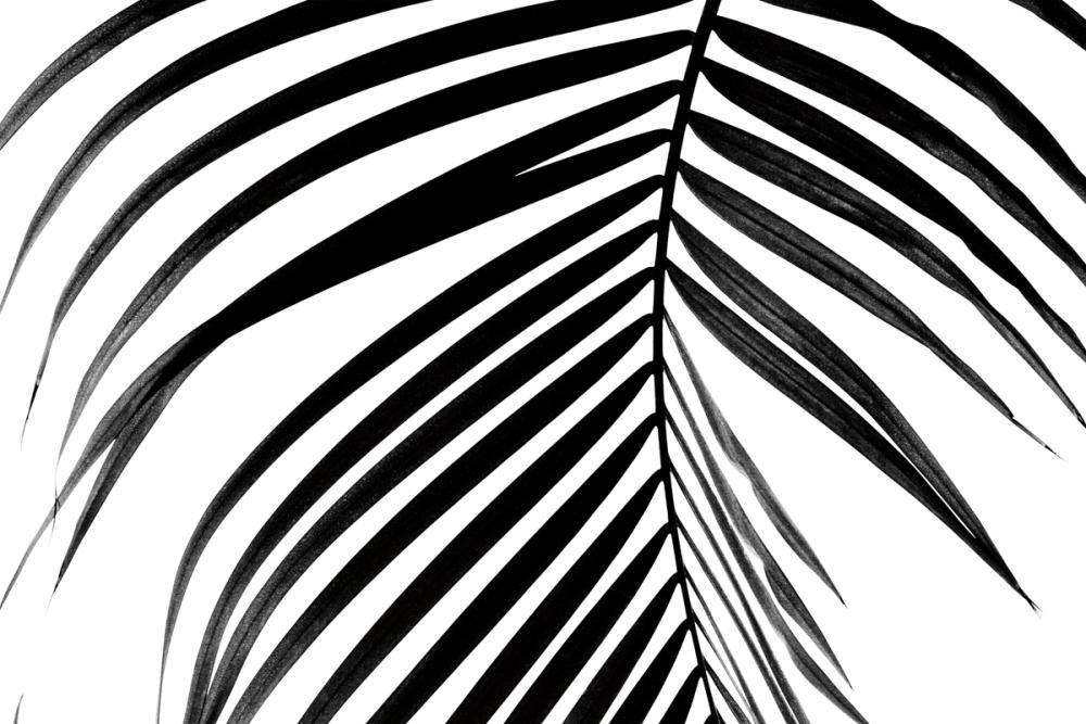 BW Fern V