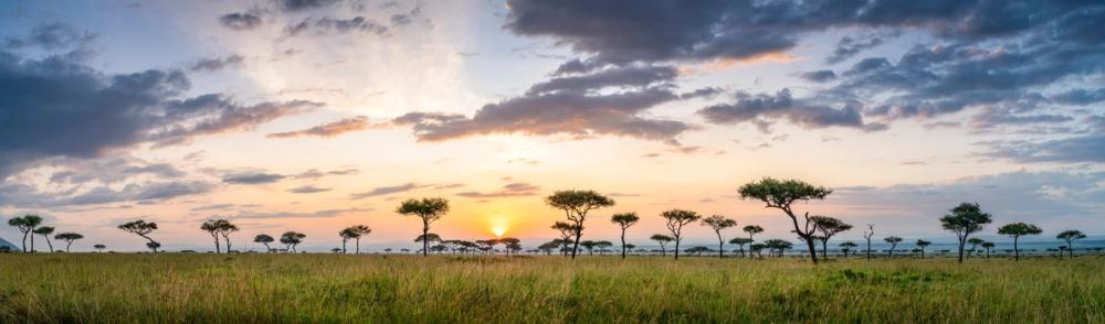 Acacia Trees Sunrise