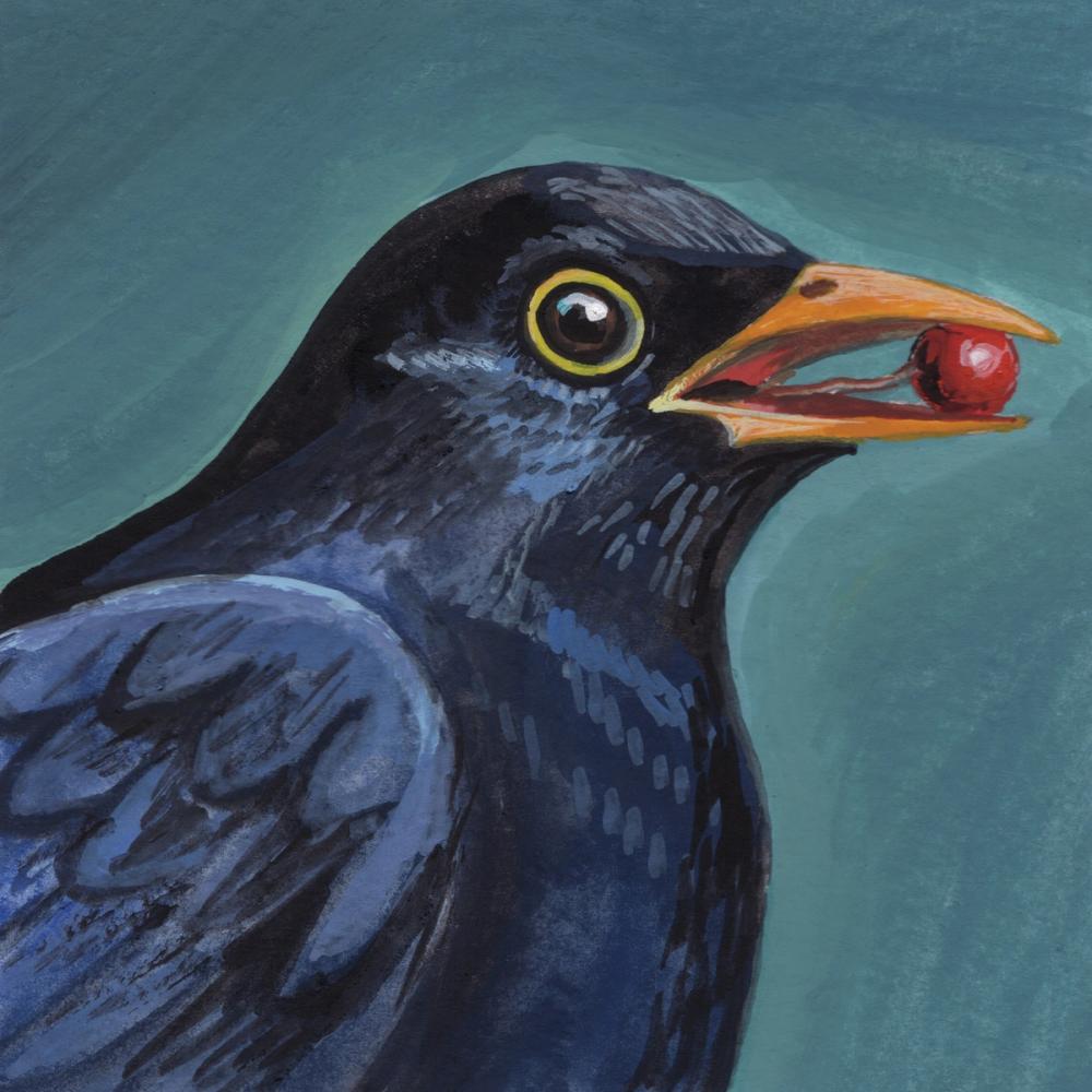 Black Bird With A Berry