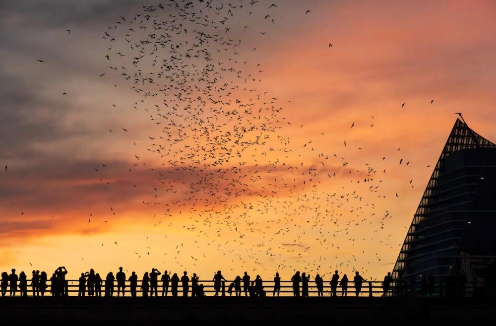 Congress Avenue Bridge Bats