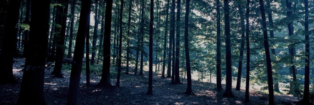 Dappled Forest Light