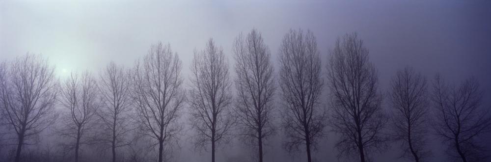 Trees in Mist