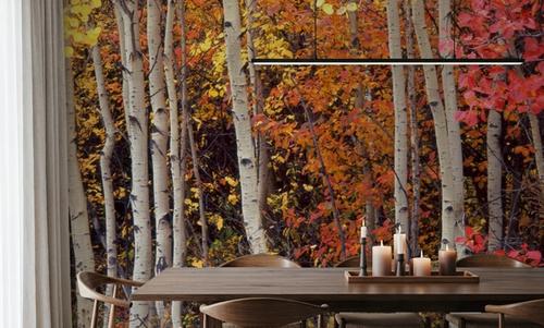 Autumn Aspen Grove