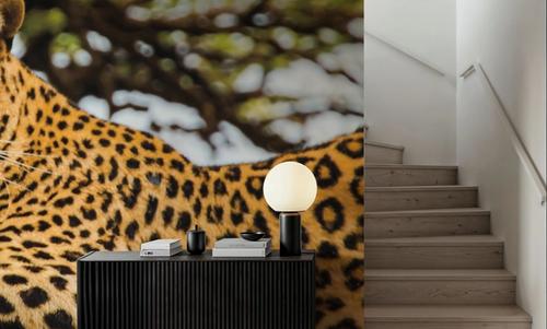 Lounging Leopard