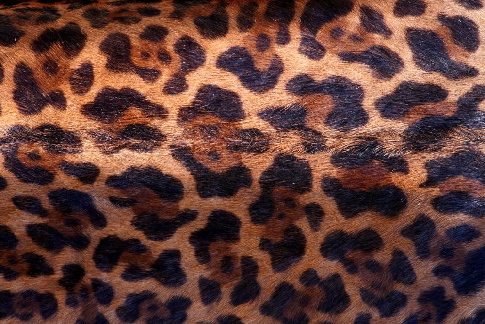 Jaguar Fur Texture