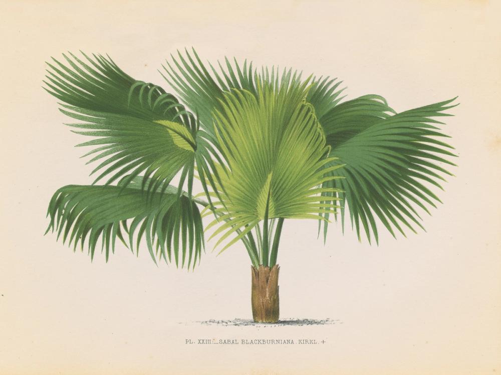 Palmier PL XXIII