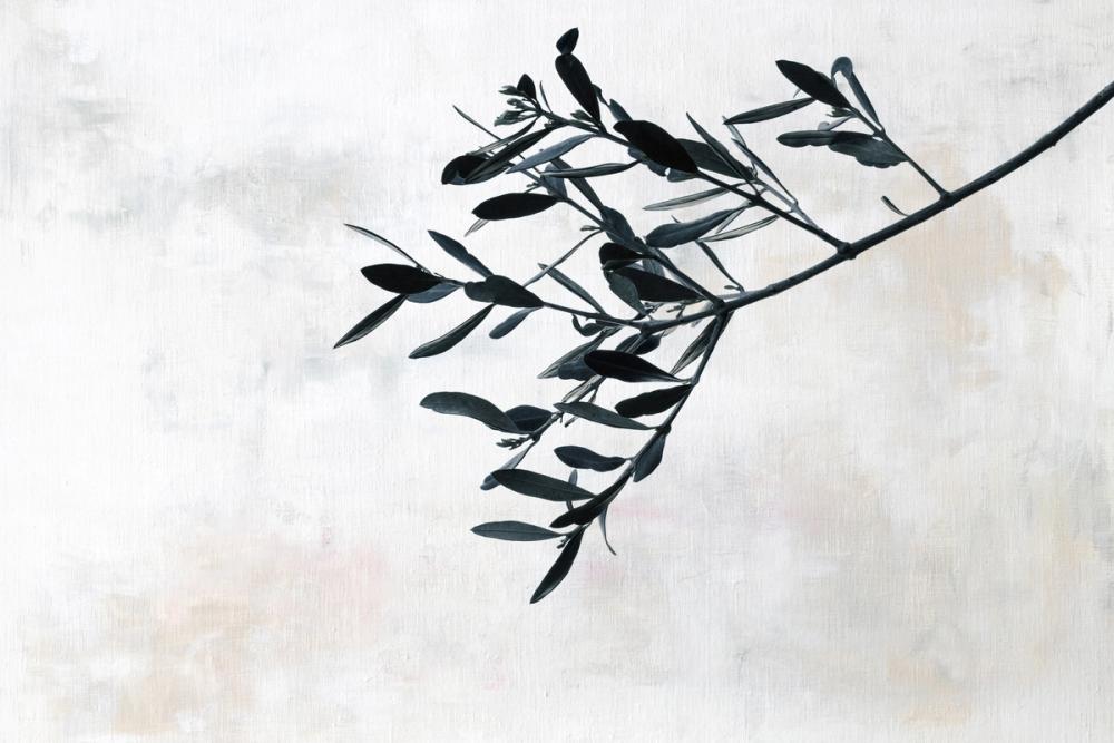 Olive Branch