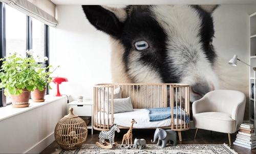 Pippa the Goat I
