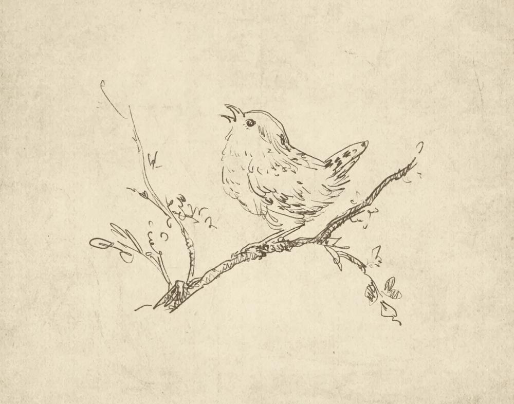 Woodland Songbird