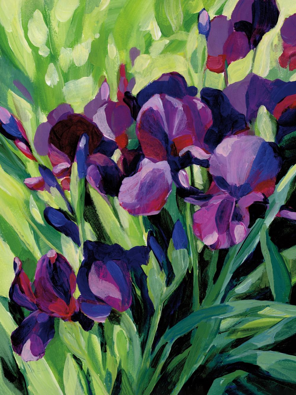 Purple Iris
