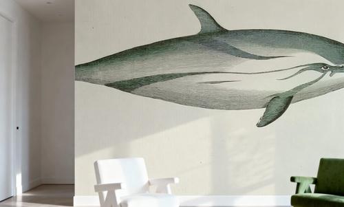 Striped Dolphin