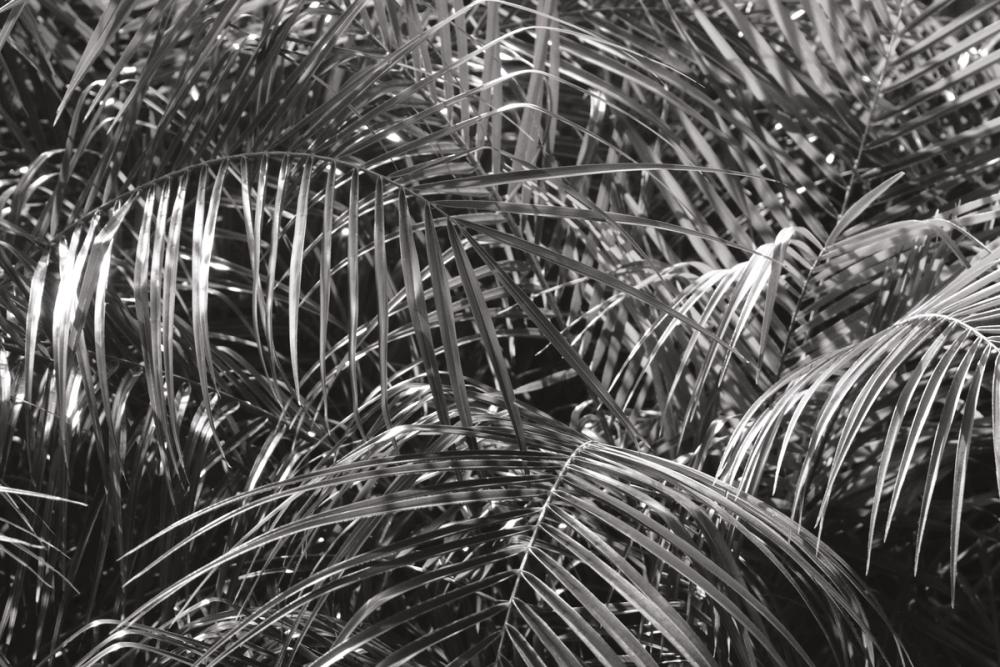 Tropical Fronds