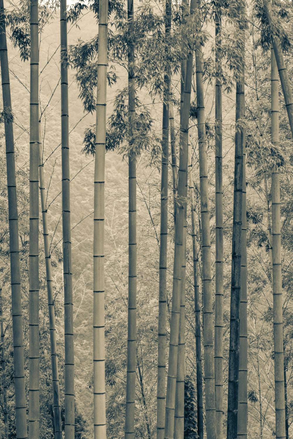 Japanese Bamboo III