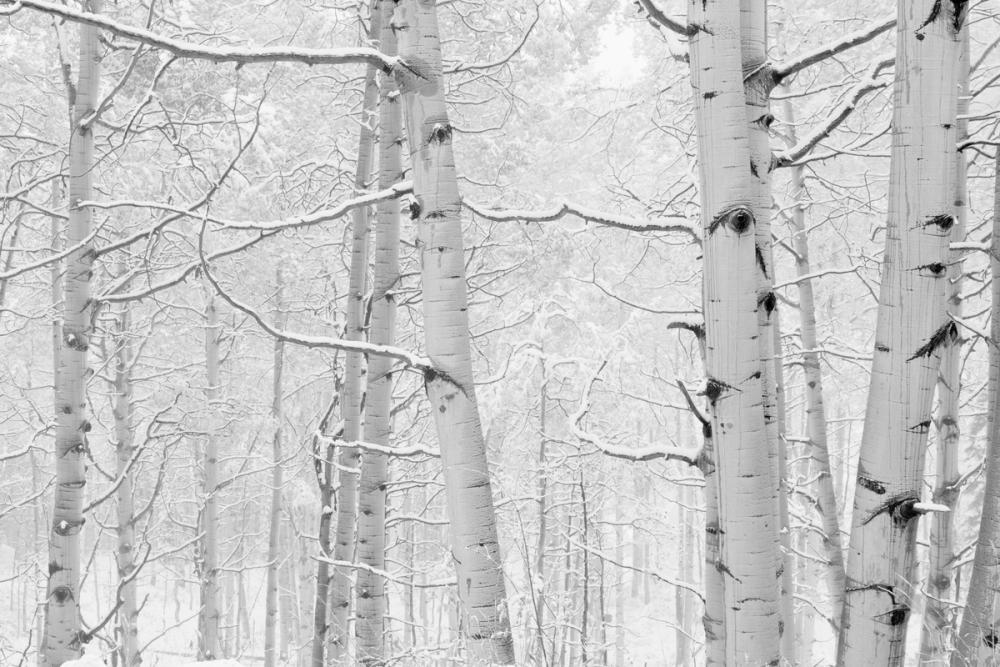 Winter Birch Serenity
