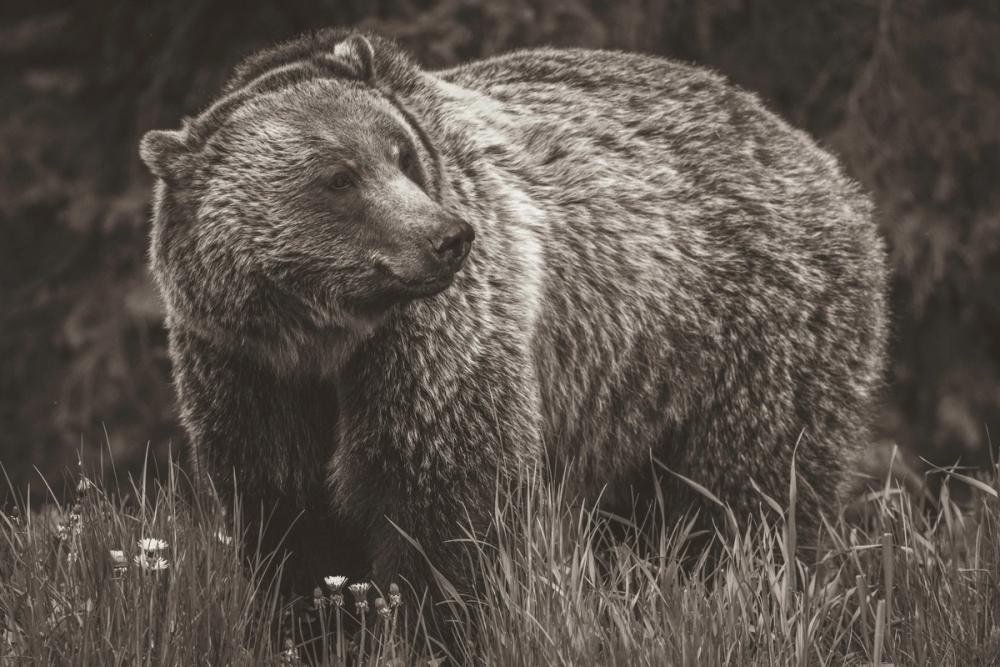British Columbia Grizzly in a Field BW