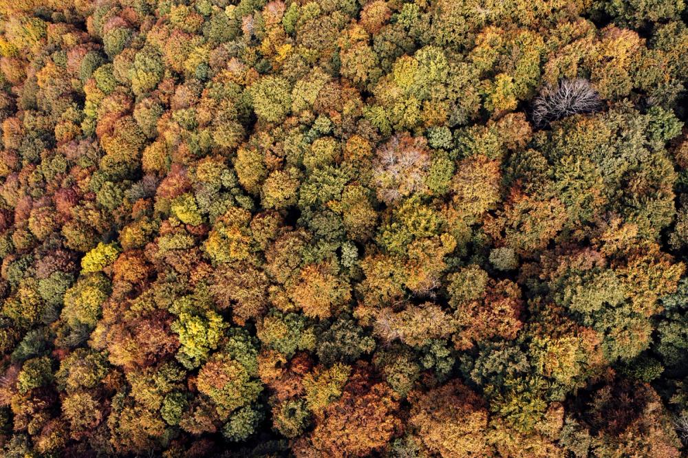 Aerial Forest