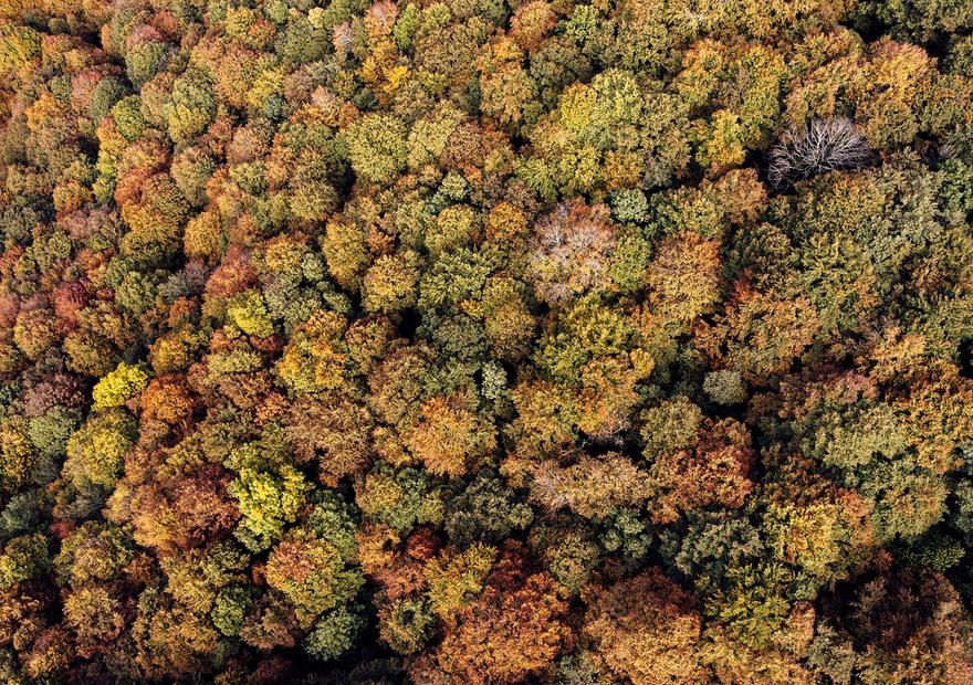 Aerial Forest