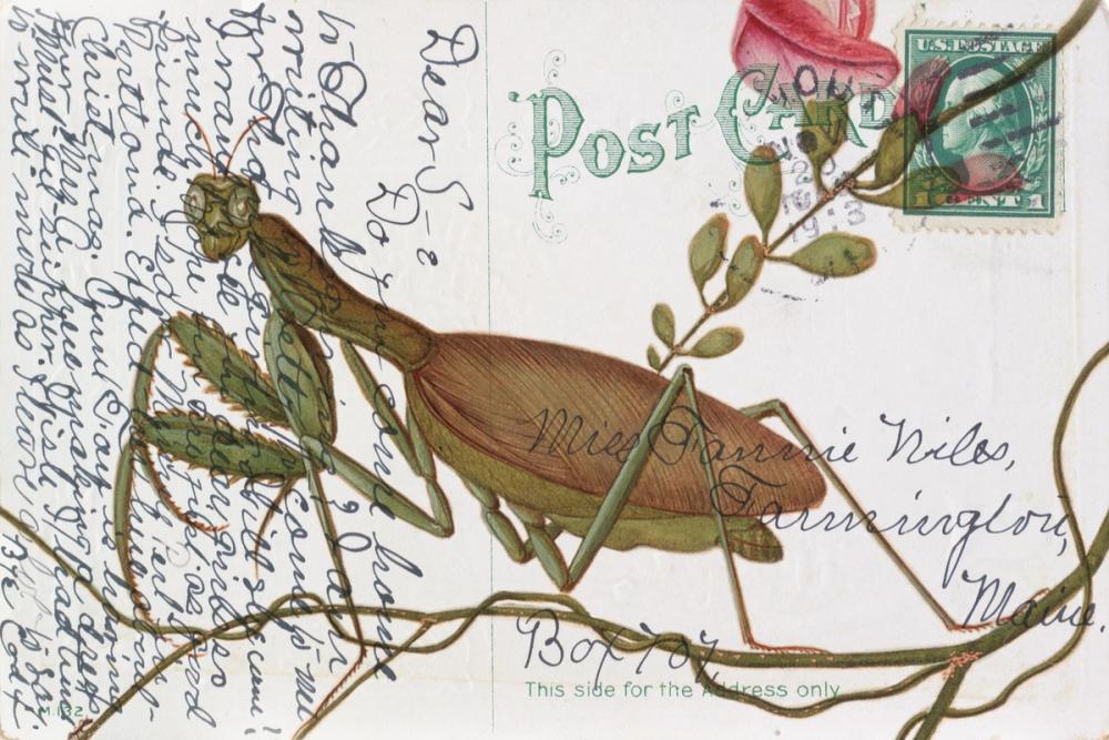 Praying Mantis Postcard