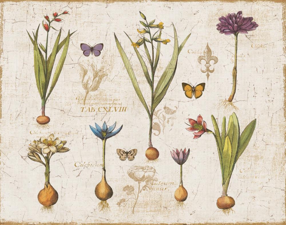 Histoire Naturelle V v2