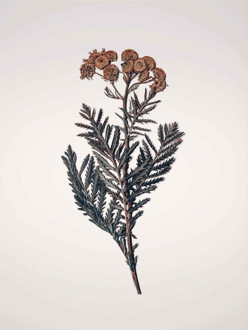 Field Journal Entry III Color