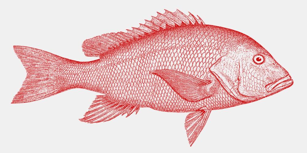 Red Snapper