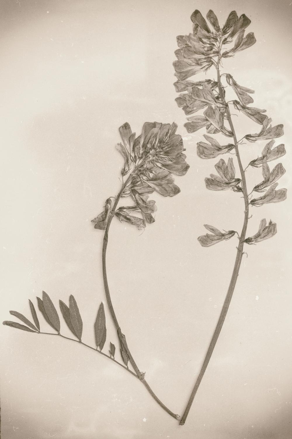 Wildflower Journal Vintage VI