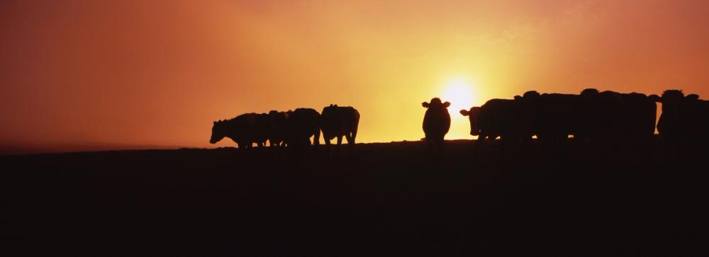 Hillside Cattle Sunset