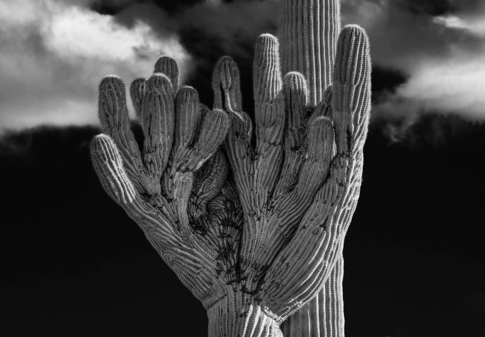 Cacti Pitcher Glove