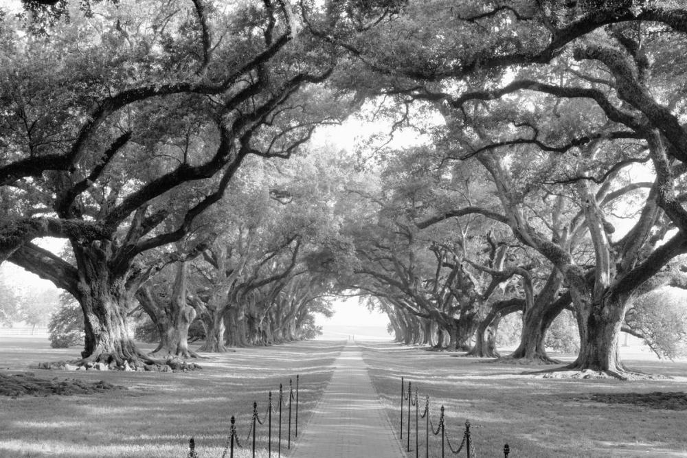Timeless Oak Alley