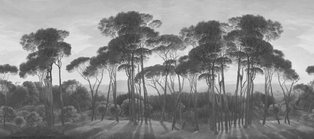 Mediterranean Pine Landscape, Gray