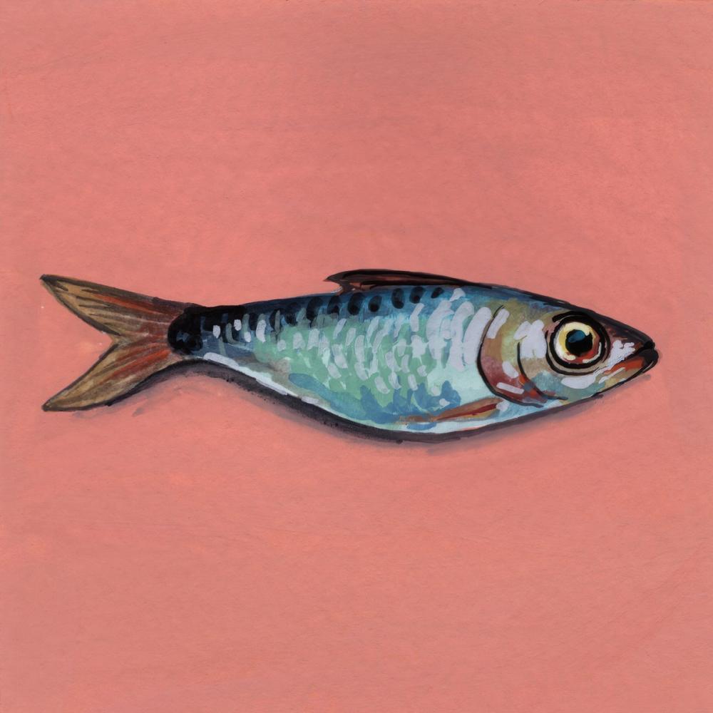Single Sardine I