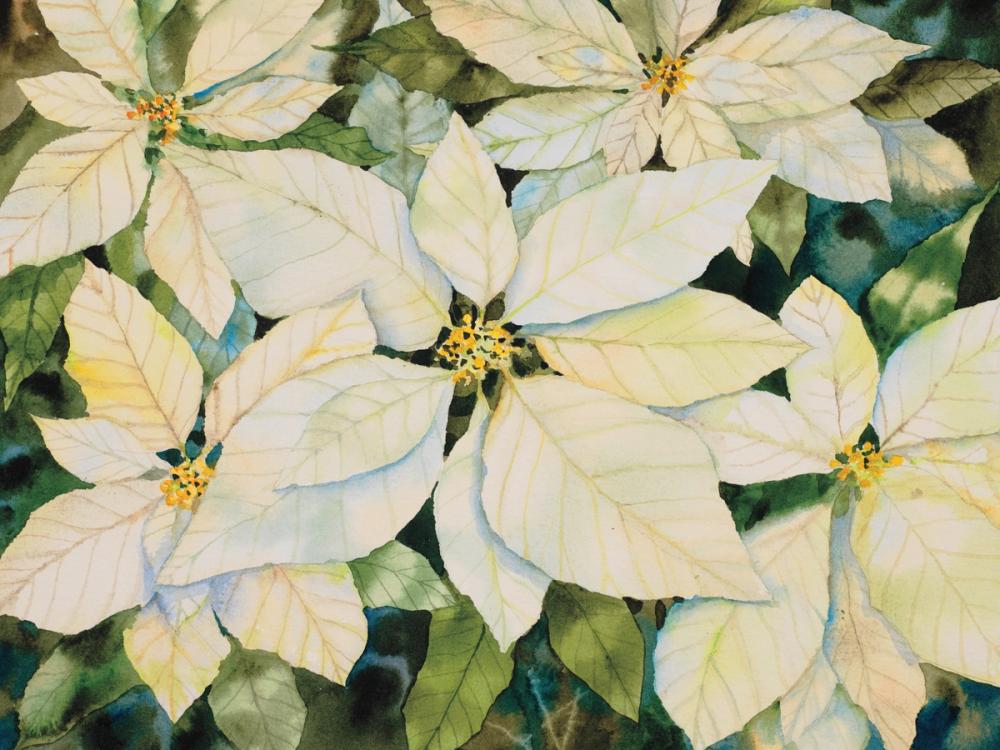 White Poinsettia