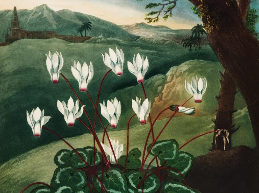 The Persian Cyclamen
