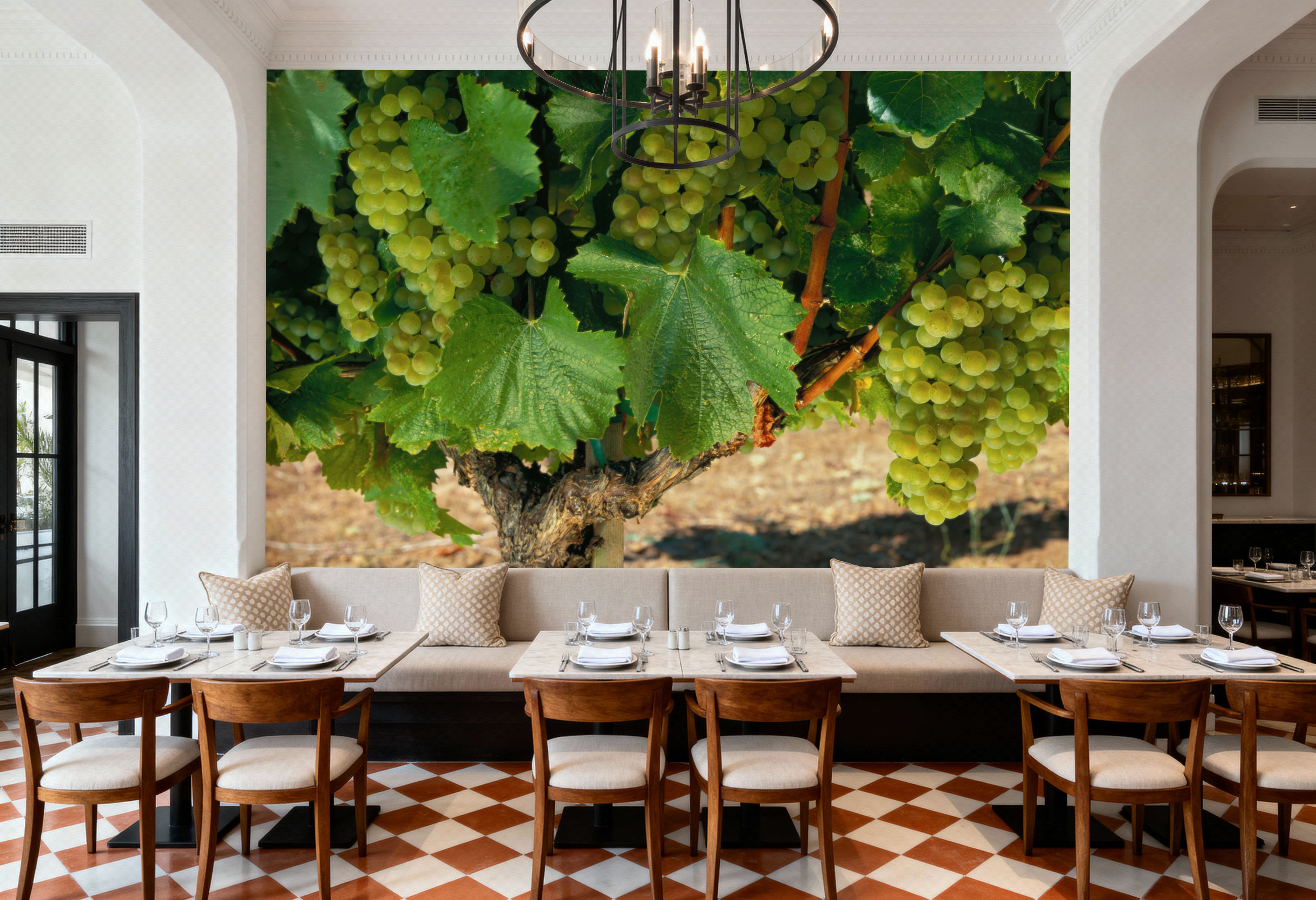 Napa Chardonnay Grapes