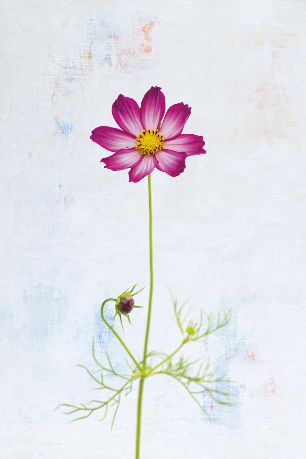 Wonderful Wildflowers XVI