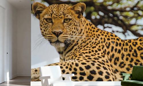 Lounging Leopard