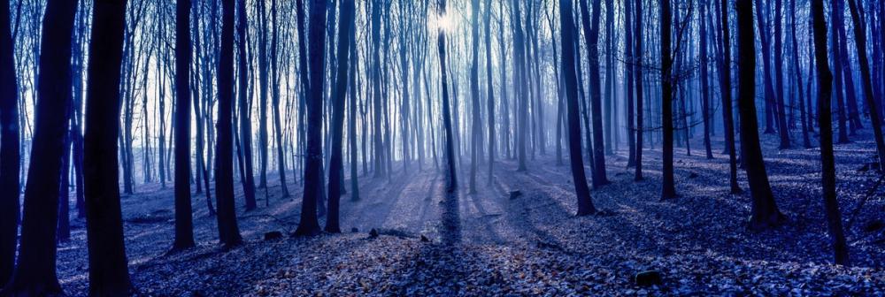 Misty Blue Forest