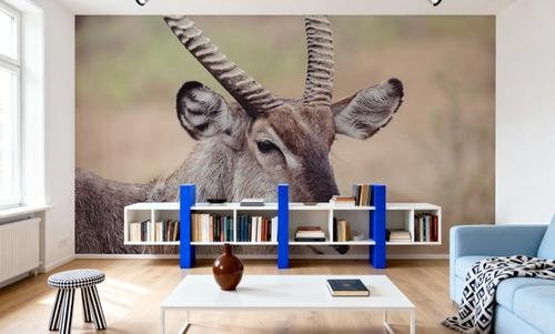 Waterbuck Portrait