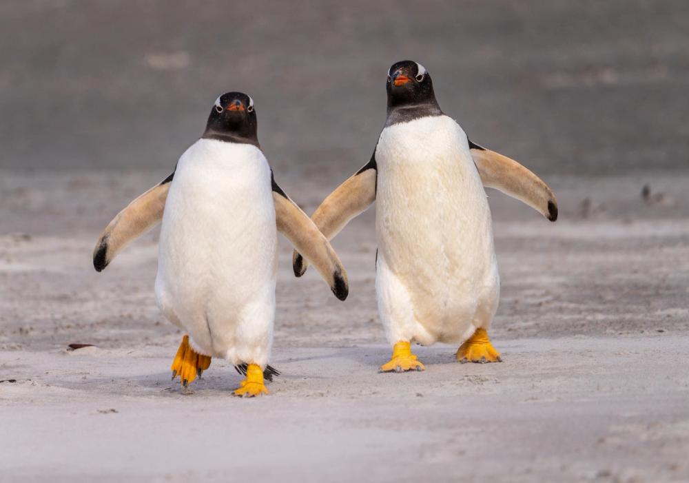 Penguin Promenade