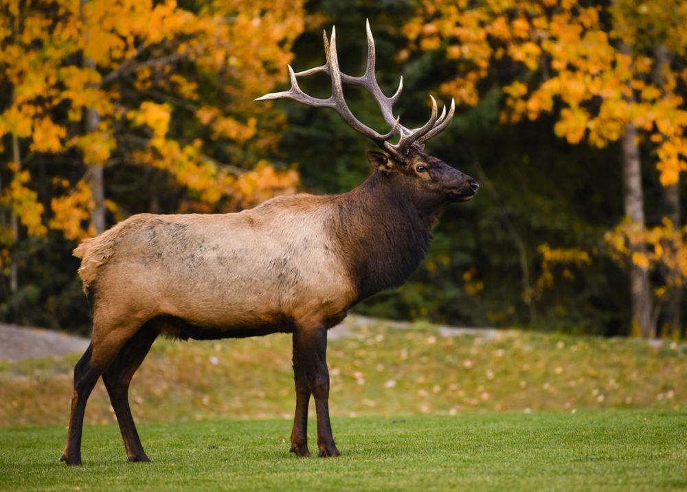 Bull Elk