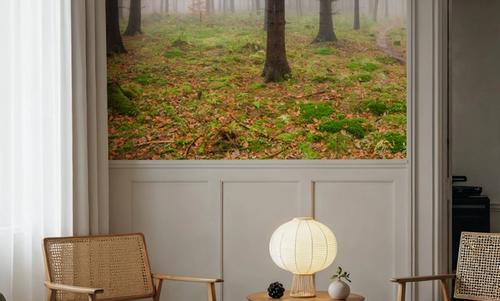 Foggy Forest