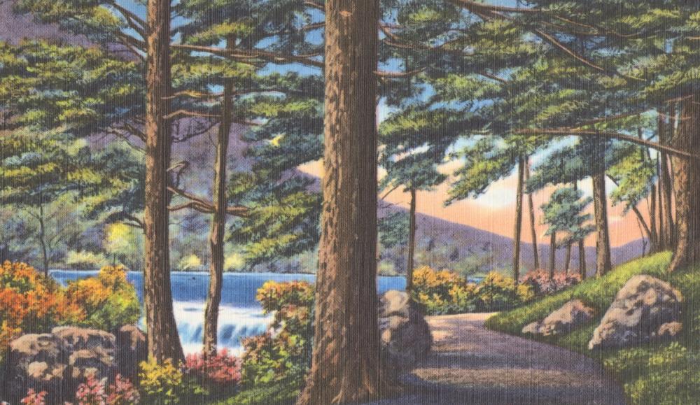 Pine Views - Screenprint Postcard