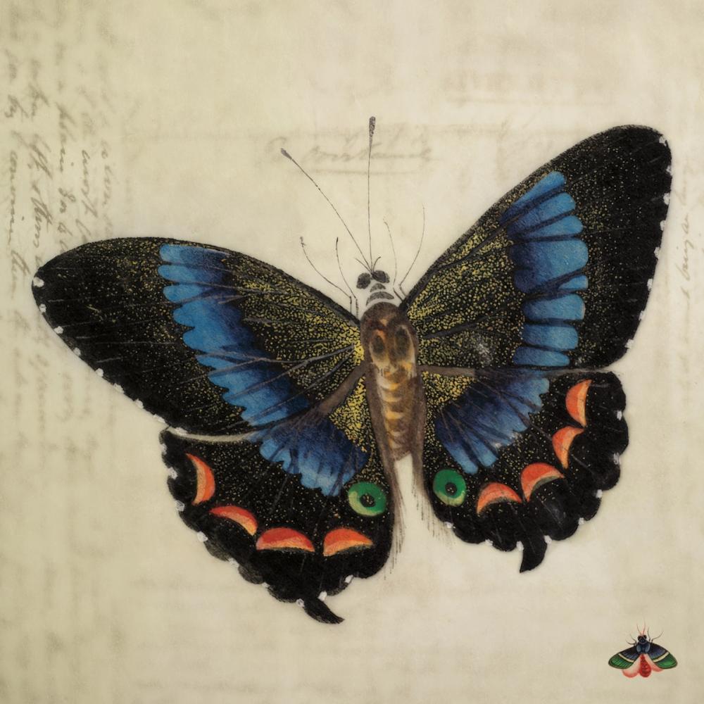 Vintage Blue Butterfly