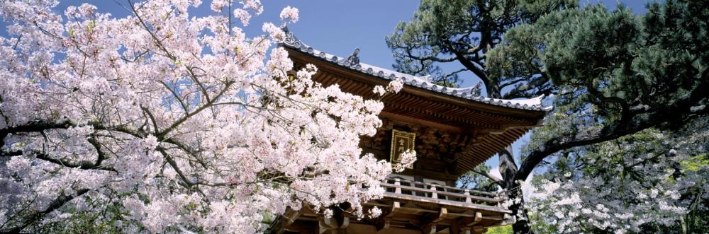 Kyoto Blossom