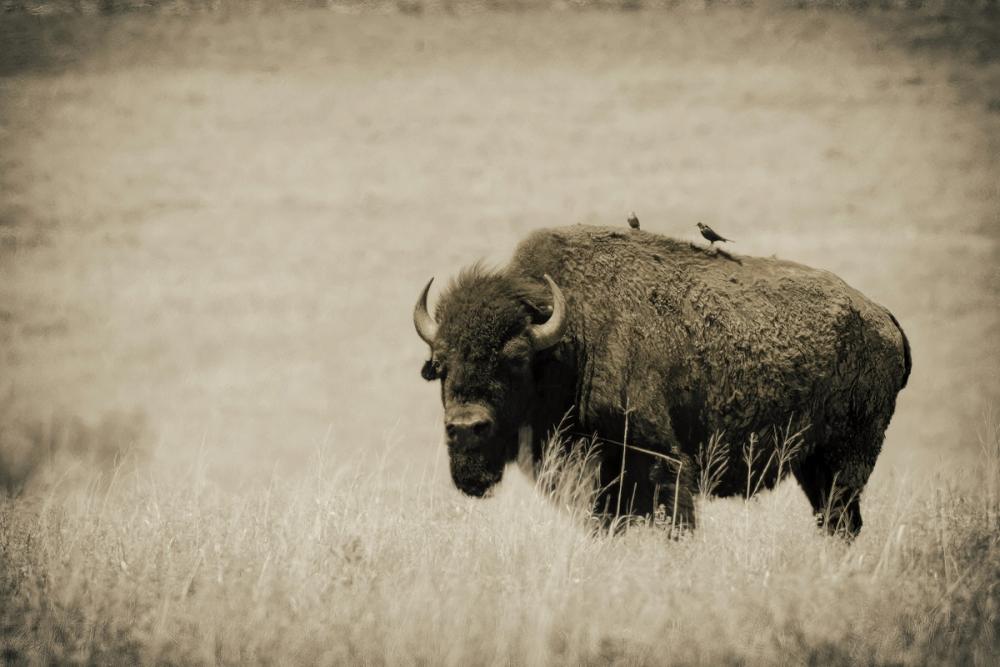Tall Grass Bird Perch