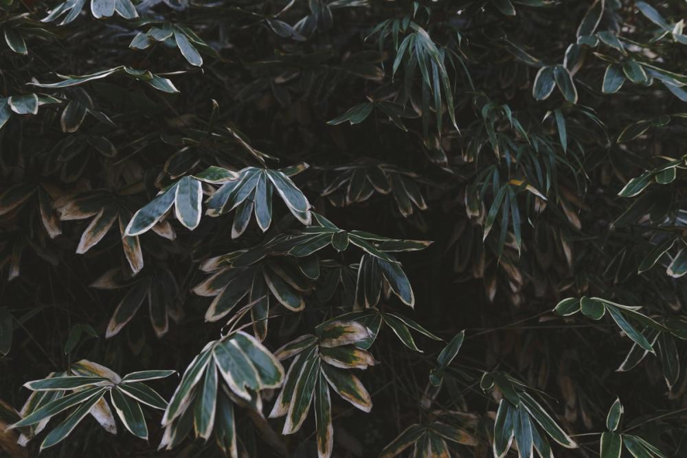 Greenery in Disguise