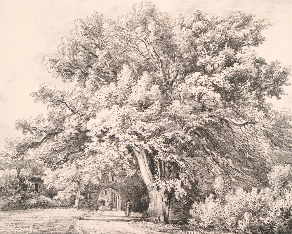 A Lime Tree